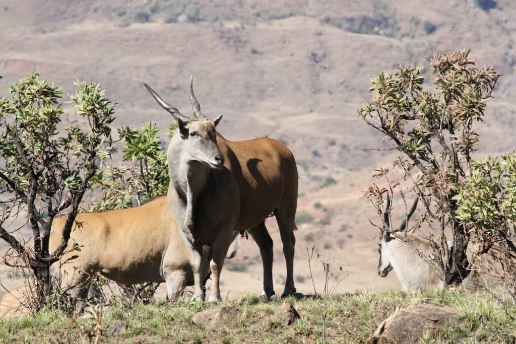 Elan Drakensberg1