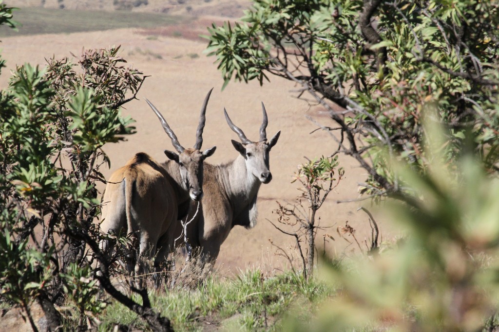 Elan Drakensberg2