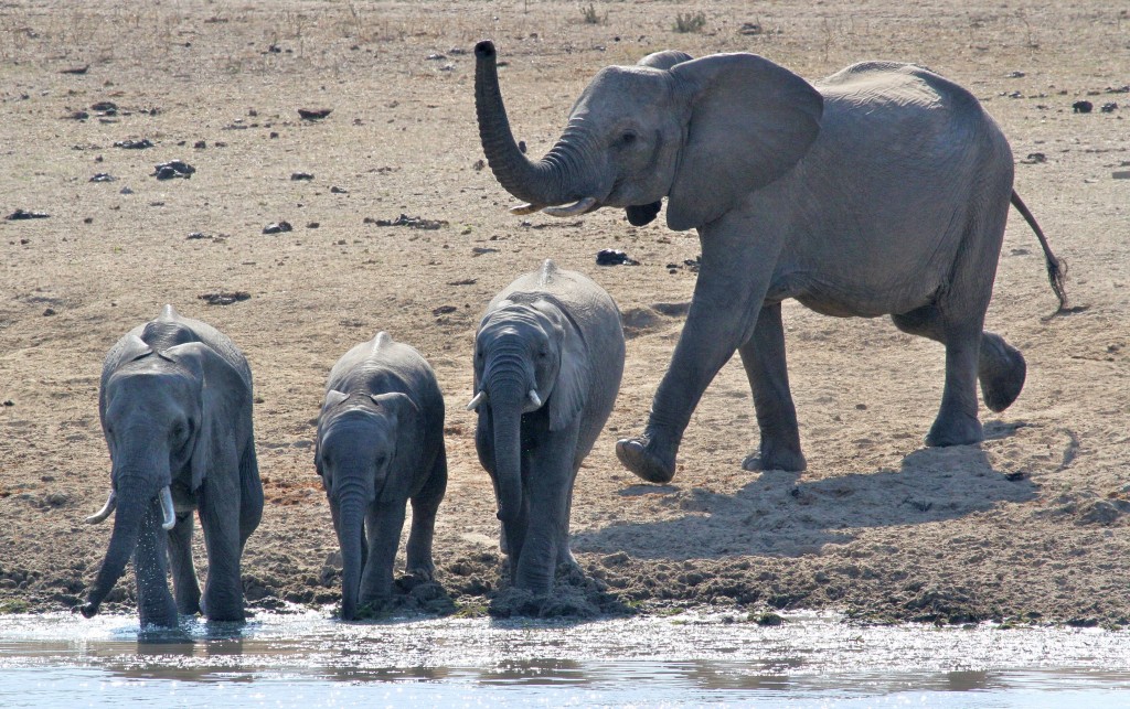 Elephants