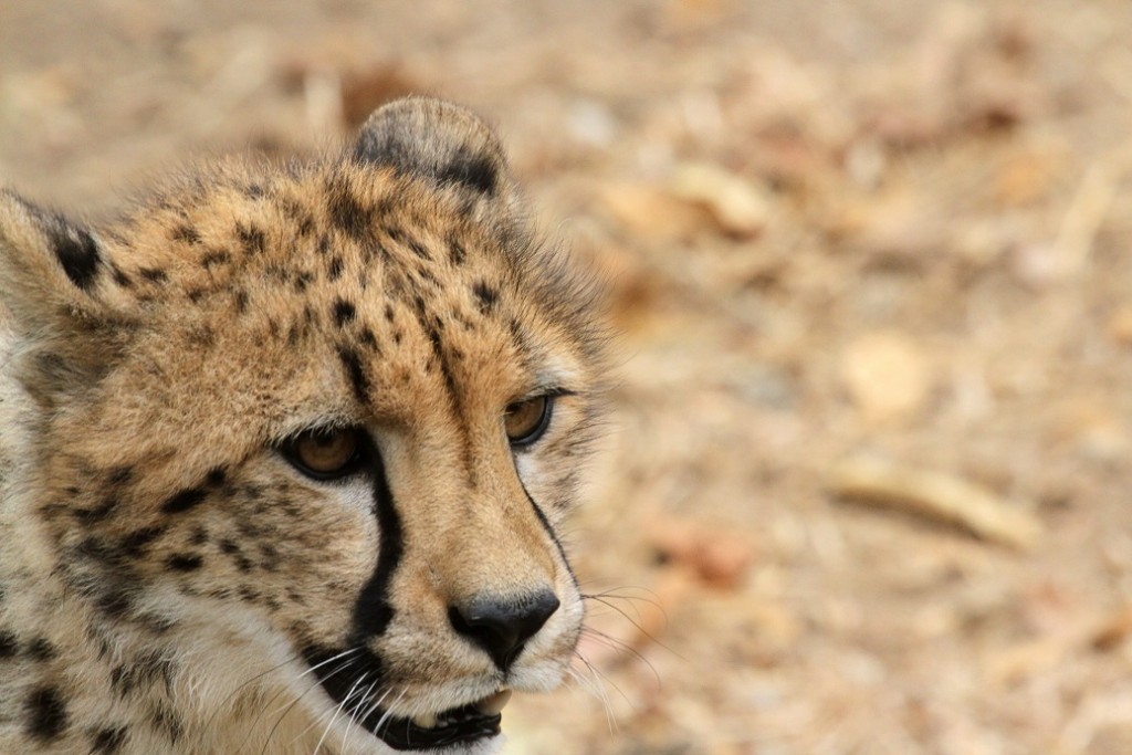 Guepard5