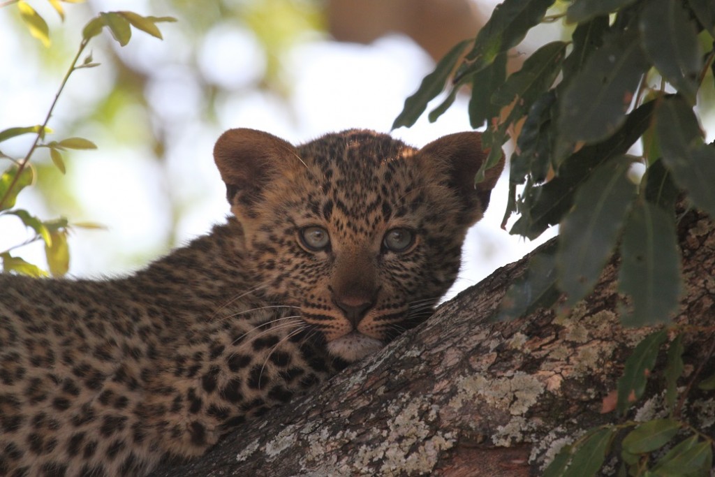 Leopard Jeune