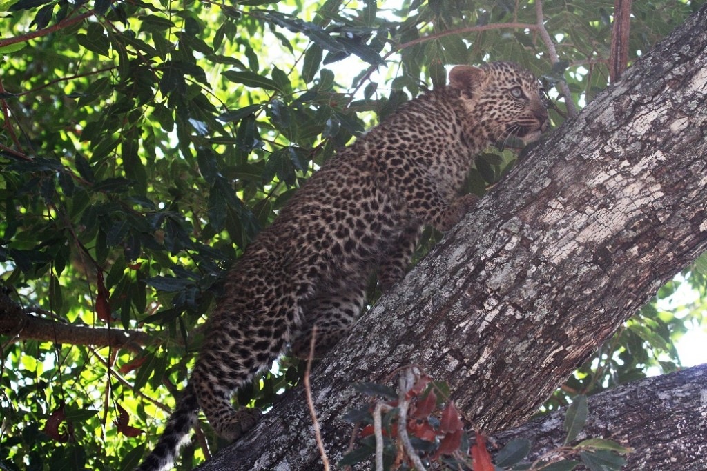Leopard Jeune1
