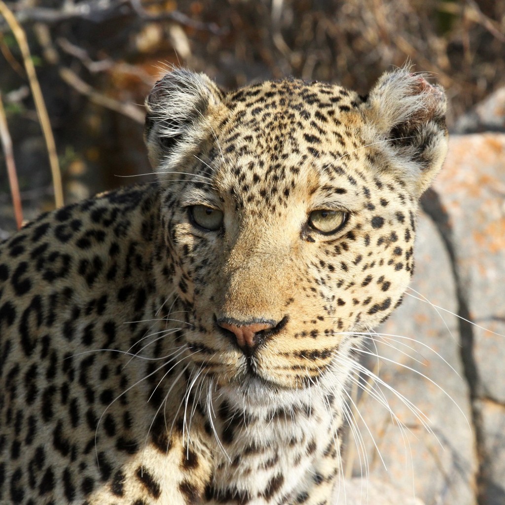 Leopard Portrait