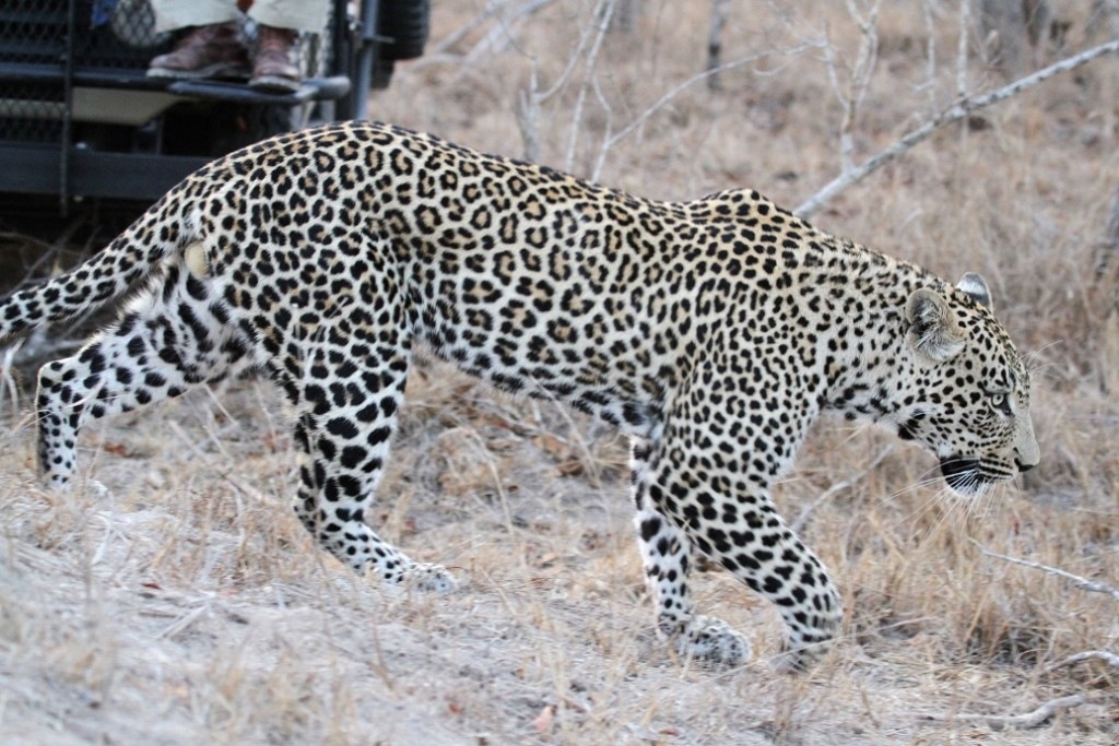 LeopardChasse1