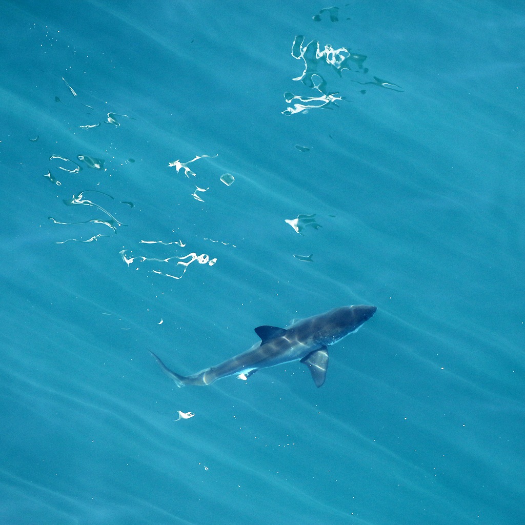 Grand requin blanc