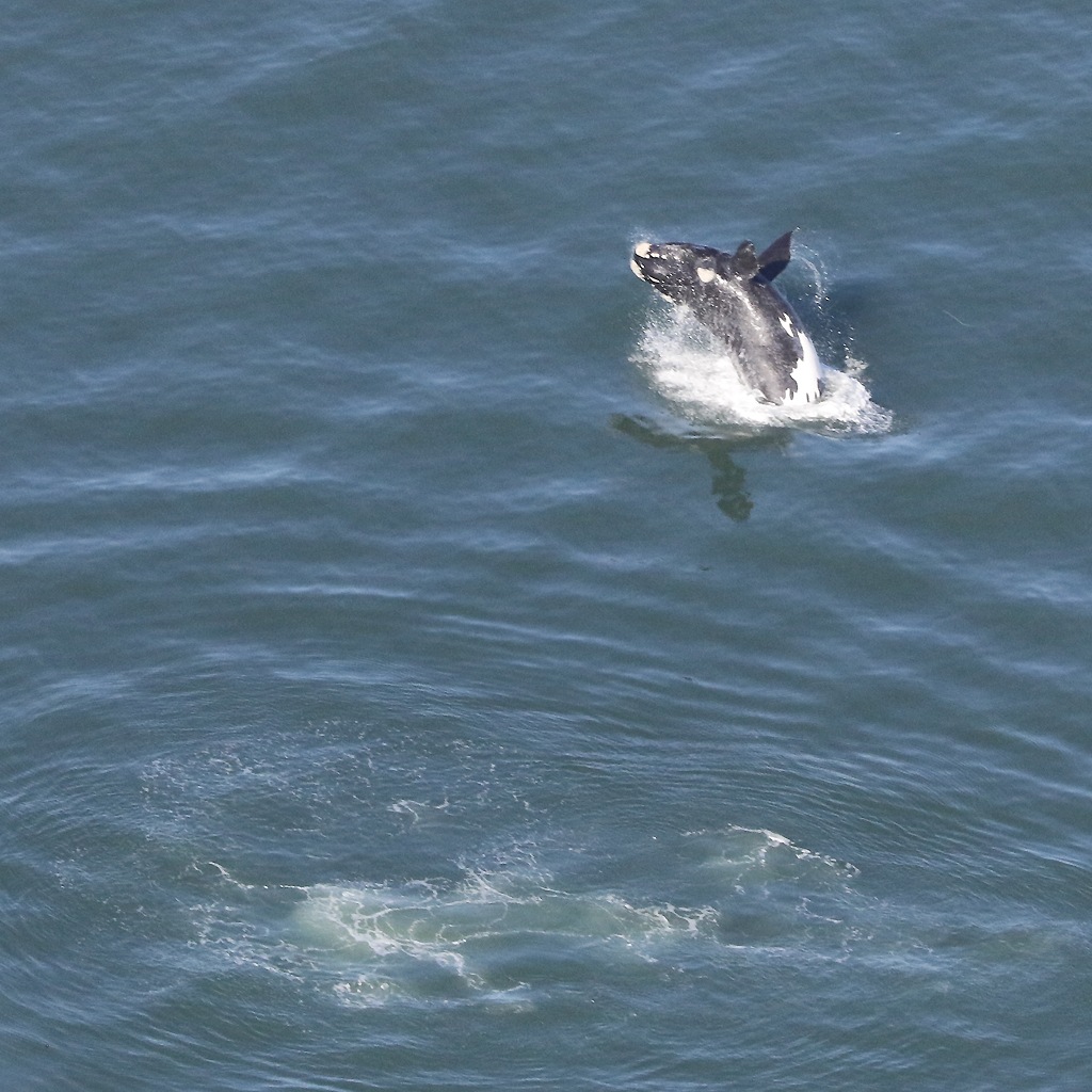 Breaching