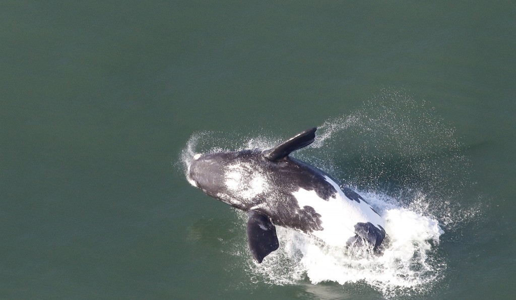 Breaching
