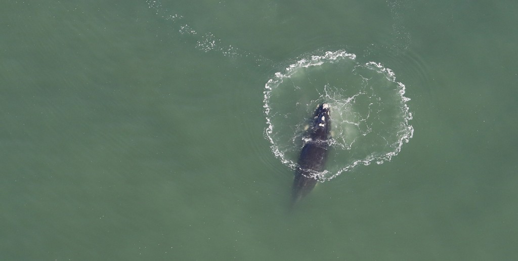 Baleine franche australe