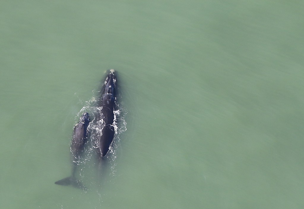 Baleines franches australes