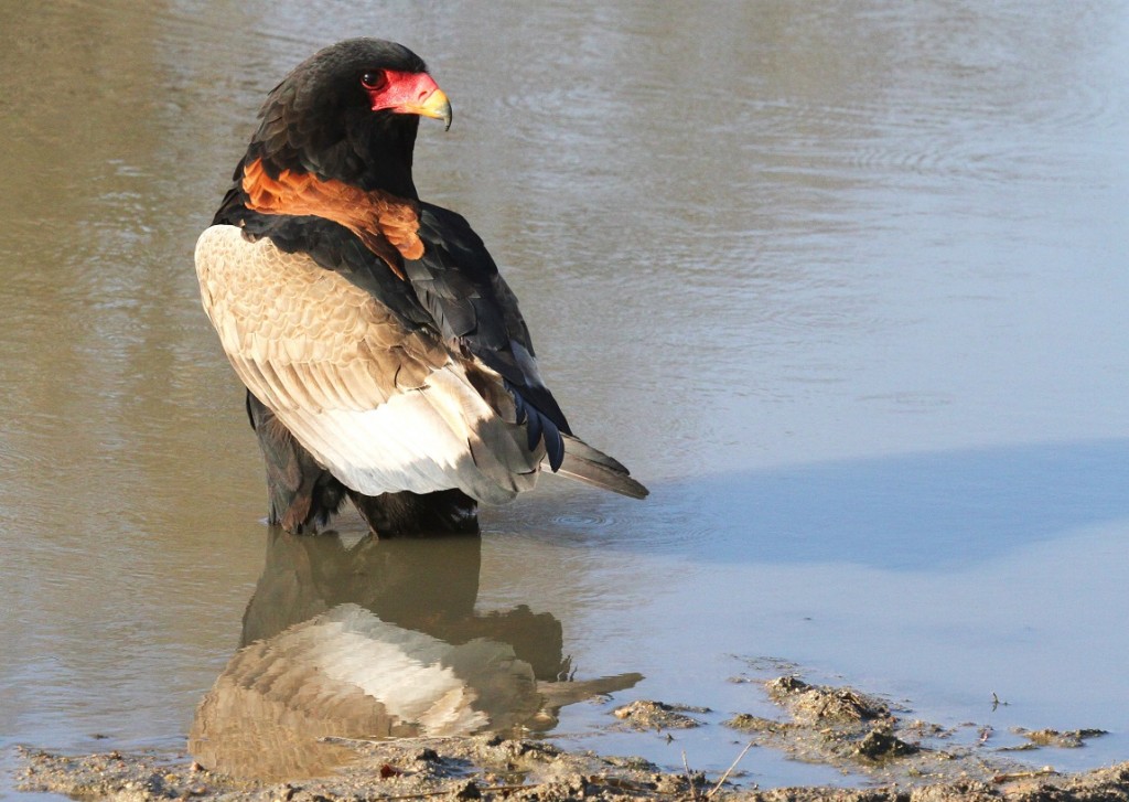 O-AIgle Bateleur