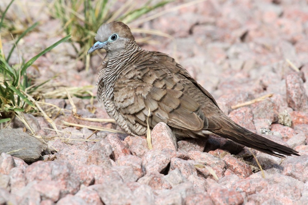 Oiseau Oeil Bleu