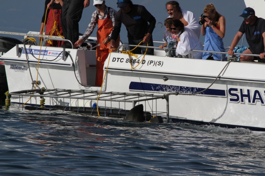 Requins3