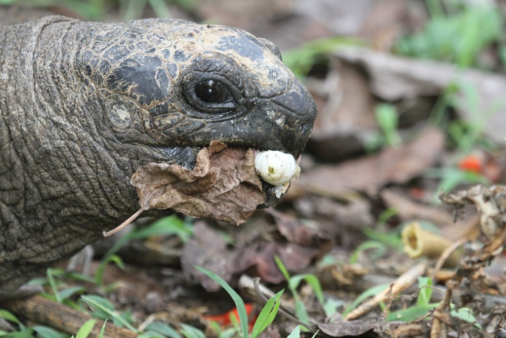 Tortue