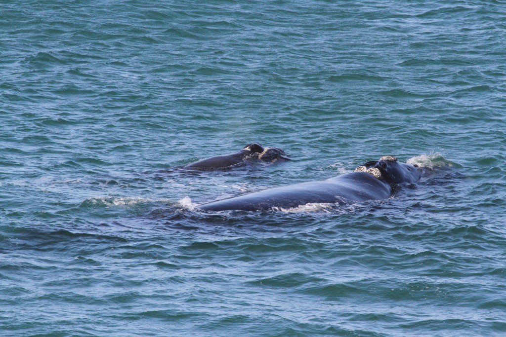 Whale Mother & Cub 1