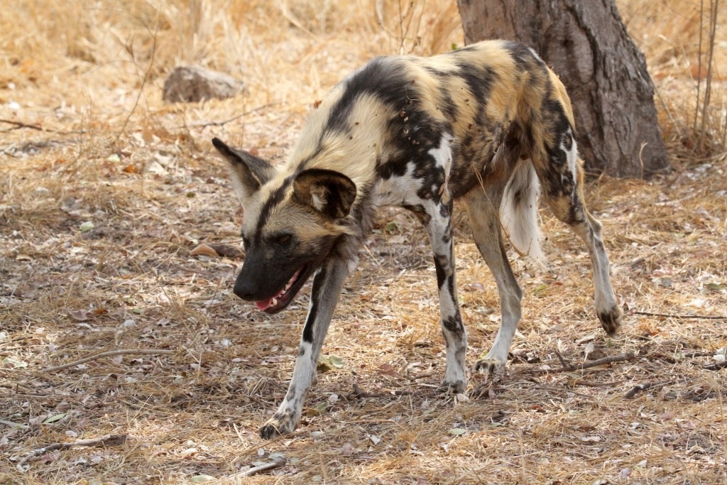 Wild dog4