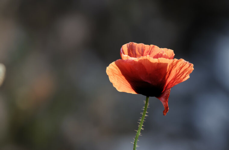 Coquelicot à contre-jour