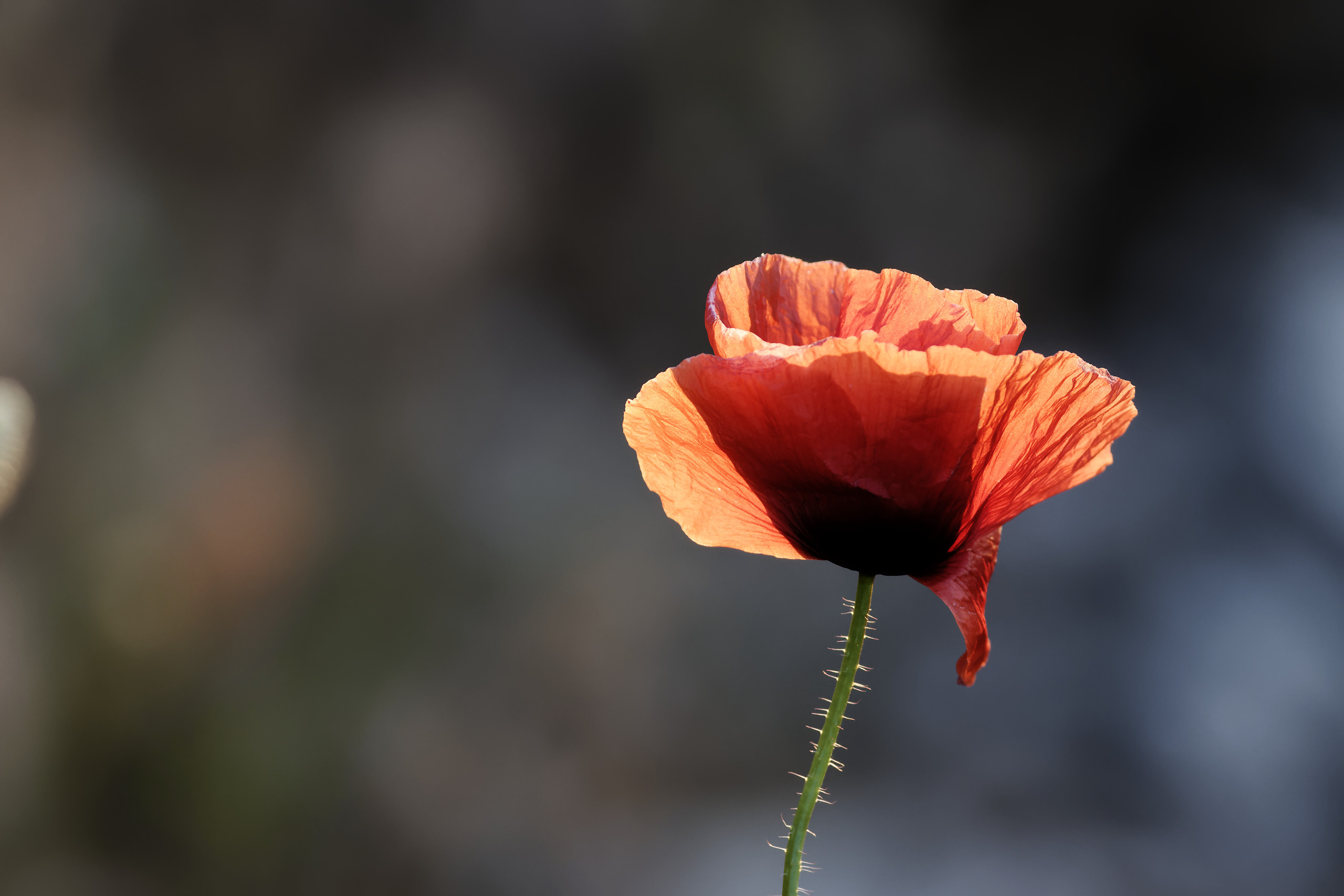 Coquelicot à contre-jour